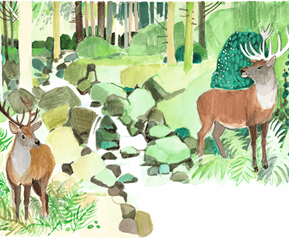 Два оленя в лесу