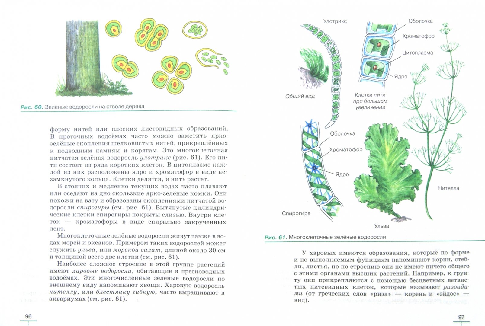 Многоклеточные зеленые водоросли. Пасечник 5 класс учебное пособие. 5кл биология Пасечник учебник. Растения учебник биологии. Иллюстрации в учебнике биологии.