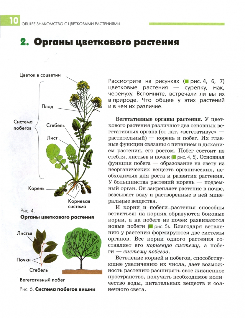 Растения учебник. Лабораторная работа органы цветкового растения. Растения биология 6 класс. Растения биология 7 класс. Растения грибы лишайники Никишов.