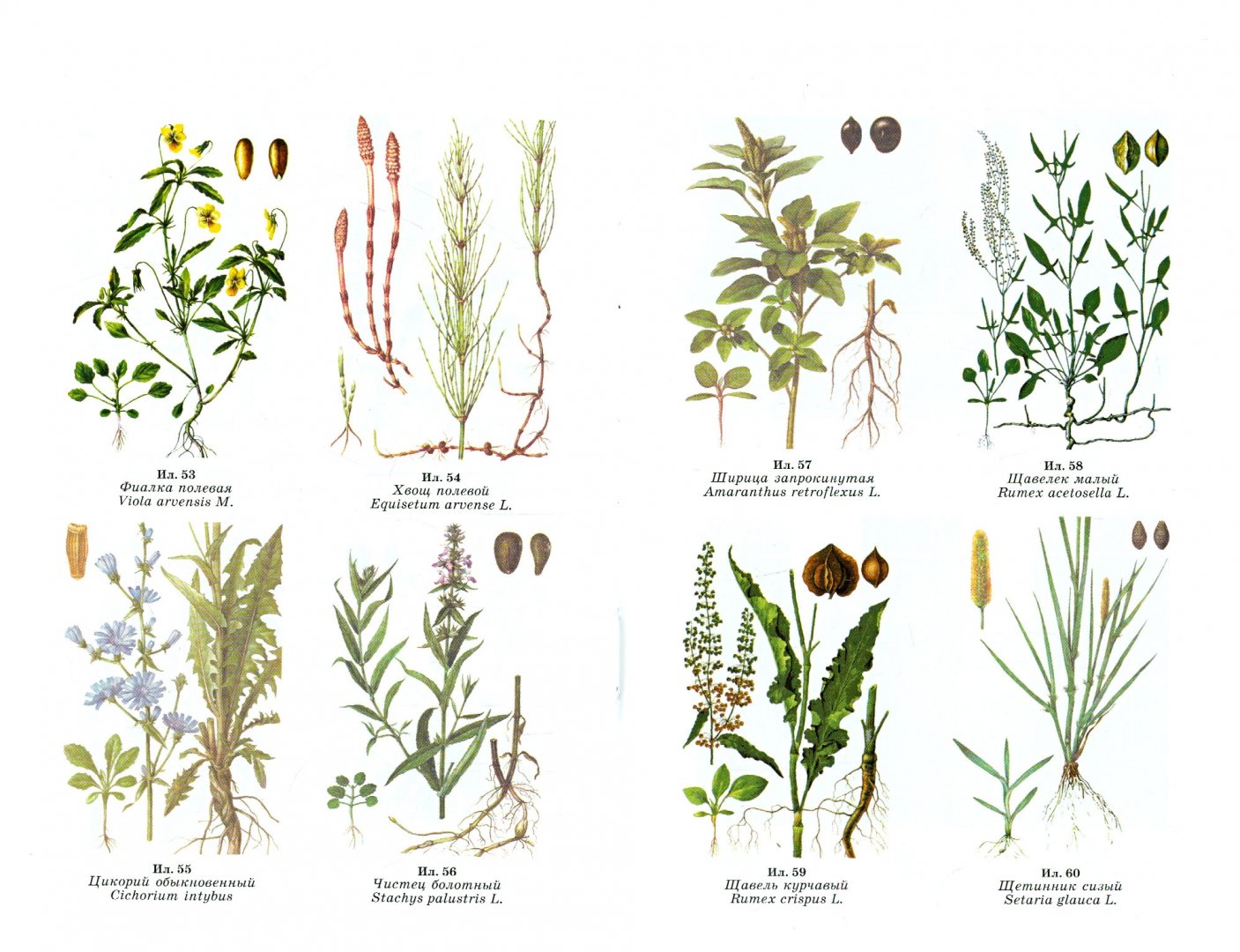 предмет и объект почвоведения. основы почвоведения земледелия. ващенко и. земледелие с основами почвоведения. базы данных по экологии, почвоведению.