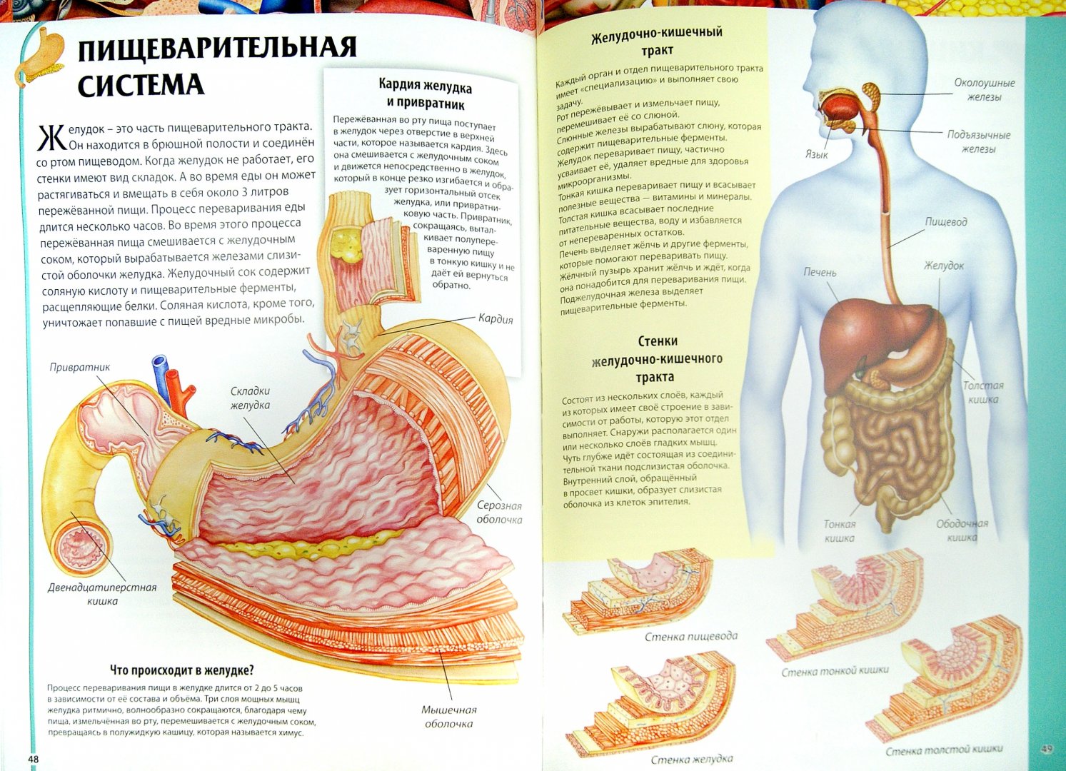 Купить Энциклопедия Анатомия Человека