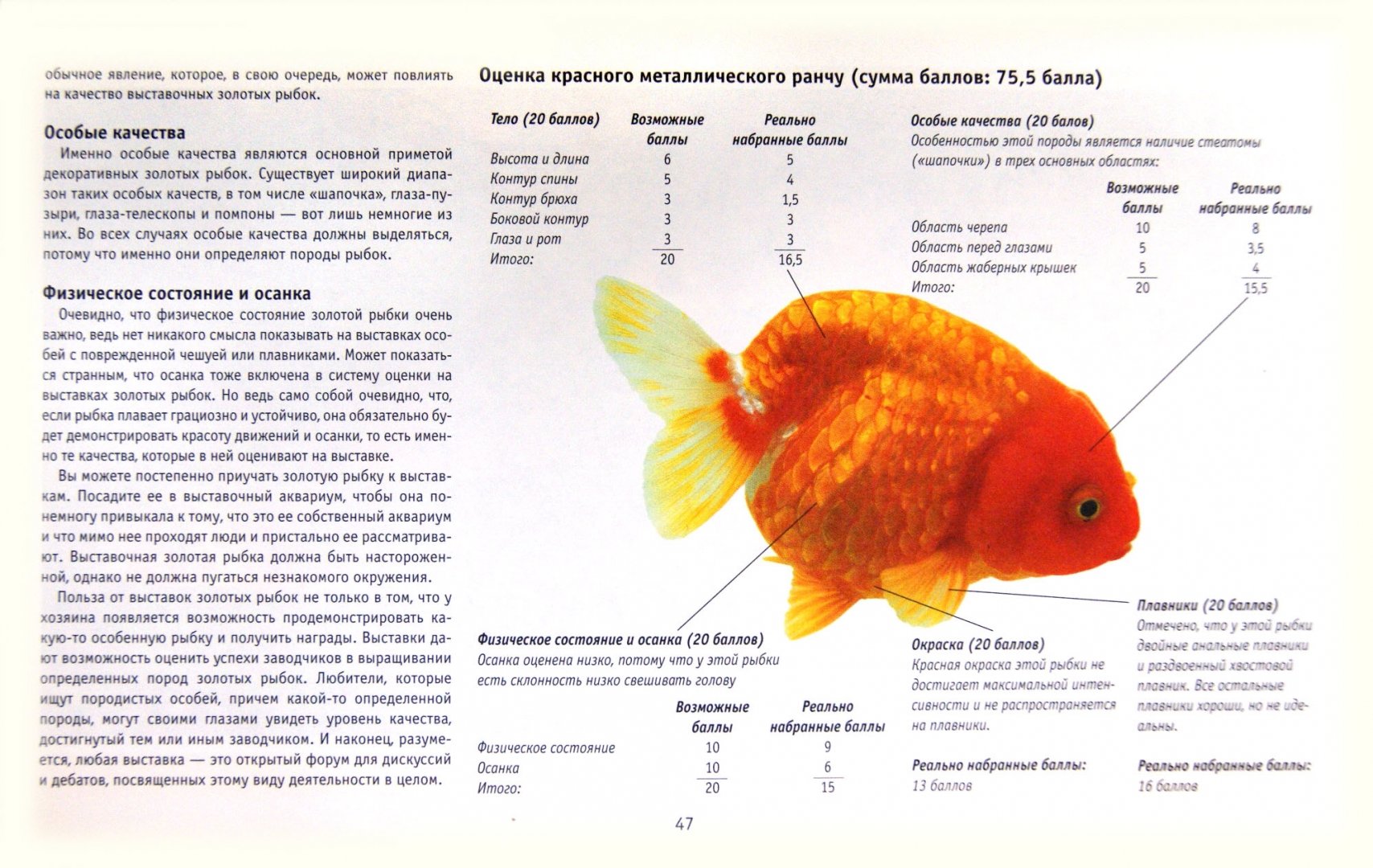 Золотой рибка аквариум. Золотая рыбка комета вуалехвост. Вуалехвост золотой. Сведения об аквариумных рыбках. Золотая рыбка результаты.
