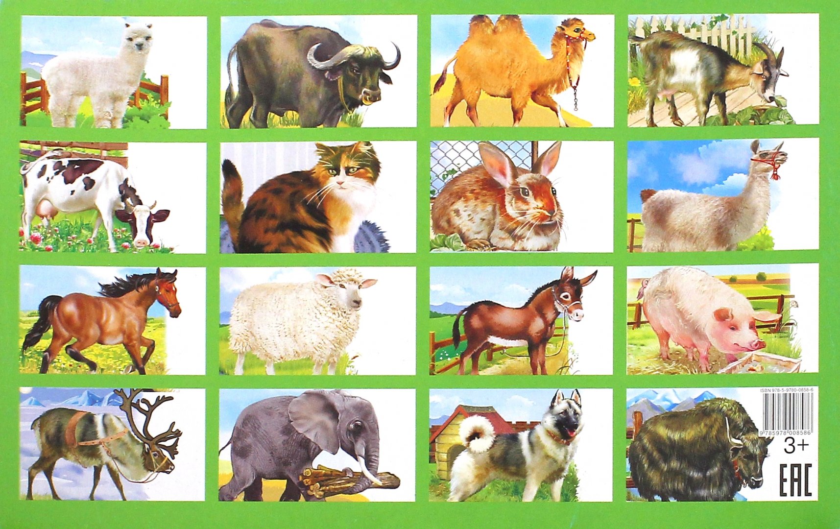 домашние животные картинки для детского сада