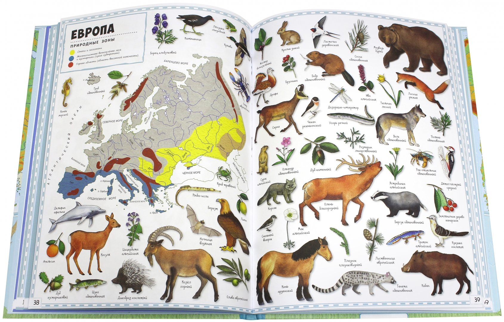 Животные европы. Картинки животных европы. Животные европва. Картинки животных европы. Животные.