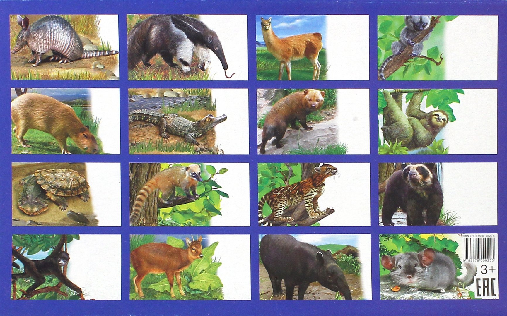 Какие животные встречаются в северной америке. Карточки животные Южной Америки. Животный мир Южной Америки для детей. Животные Северной Америки. Обучающие карточки животные Южной Америки.