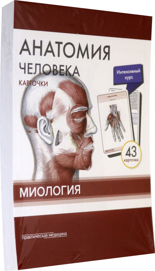 Атлас по анатомии миология. Учение о мышцах миология. Анатомия человека мышцы и связки подробно в картинках. Миология человека. Миология человека.