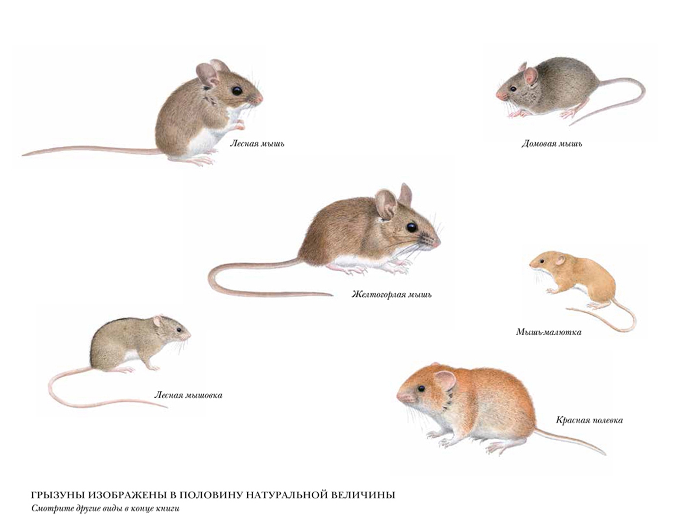 Какие типы мышей. Мышь домашняя и полевка отличие. Мышь домовая и мышь Полевая. Мышь полевка и домовая отличия. Полевая мышь и полевка отличие.