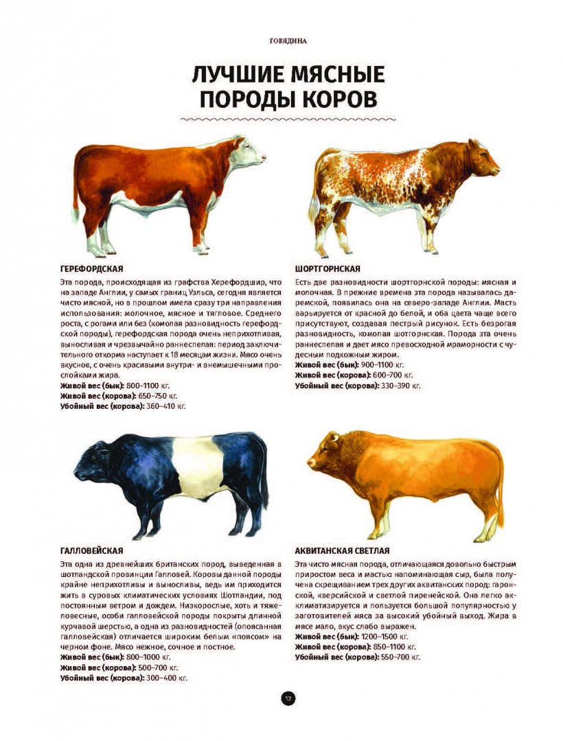 Породы мясных коров с фотографиями и названиями