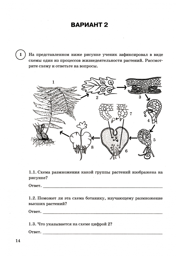 Биология 7 класс впр линейный. Процессы жизнедеятельности растений 6 класс ВПР. ВПР 6 класс биология на представленном ниже рисунке. На представленном ниже рисунке ученик зафиксировал в виде схемы. Процессы жизнедеятельности растений 6 класс ВПР ответы.