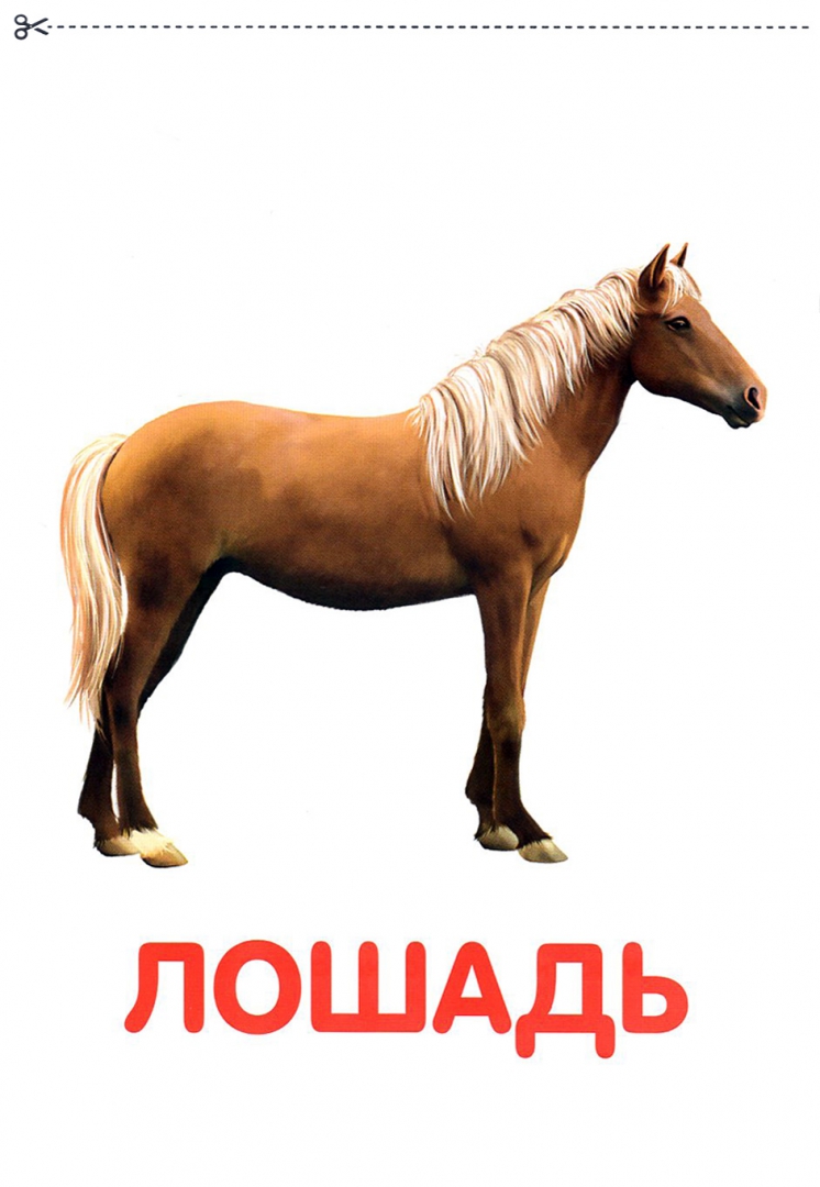 Карточки Домана Для Самых Маленьких Купить
