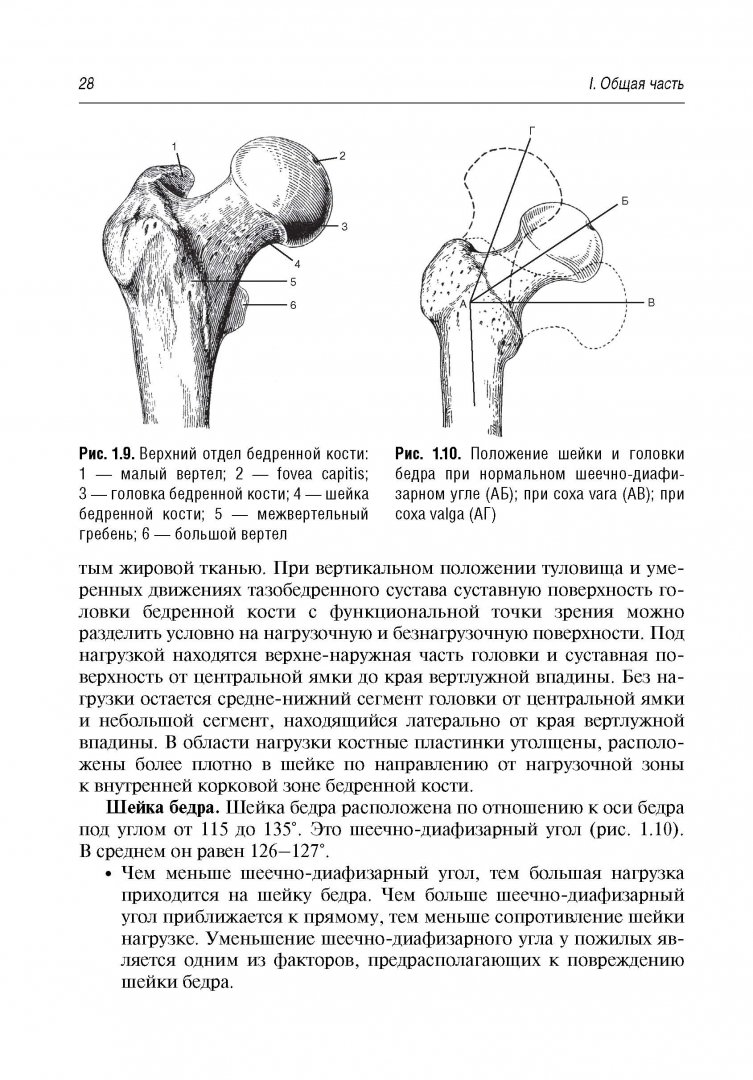 Бедренный угол. Шеечно-диафизарный угол рентген норма. Шеечно диафизарный угол бедренной кости норма. Угол шейки бедренной кости норма. Головка бедренной кости норма.