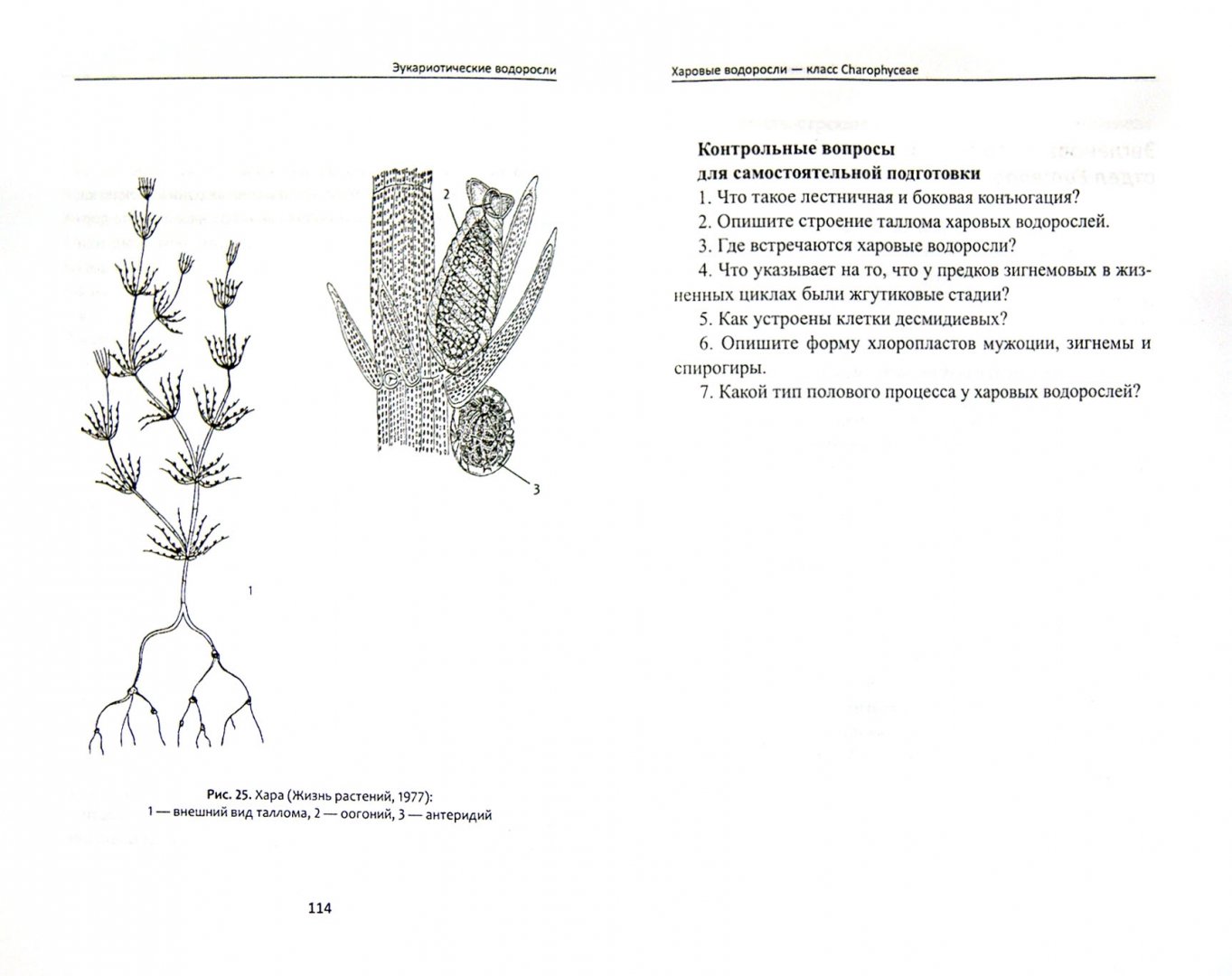 Род хара. Таллом харовых. Жизненный цикл харовых водорослей схема. Хара антеридий. Харовые водоросли Тип таллома.