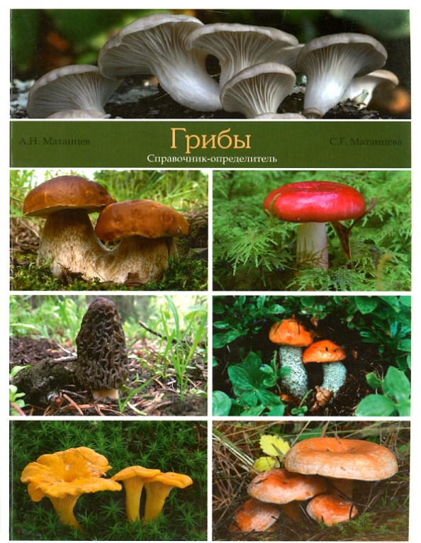 Название грибов по фотографии съедобные