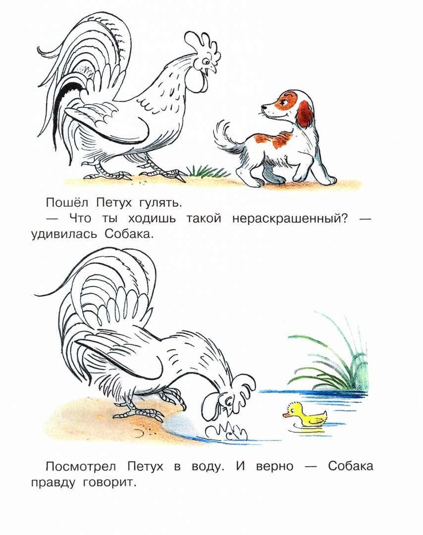 Чтение 1 класс петух и собака. Петух Сутеев. Петух из сказки Сутеева. Сутеев илюстрациипетух и краски.