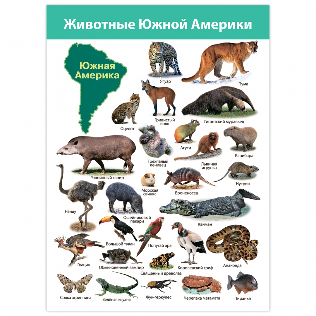 Животные обитающие в южной америке 4 класс. Плакат. Животные Южной Америки. Животные Северной Америки плакат. Южная Америка животные и растения. Животный мир Южной Америки для детей.