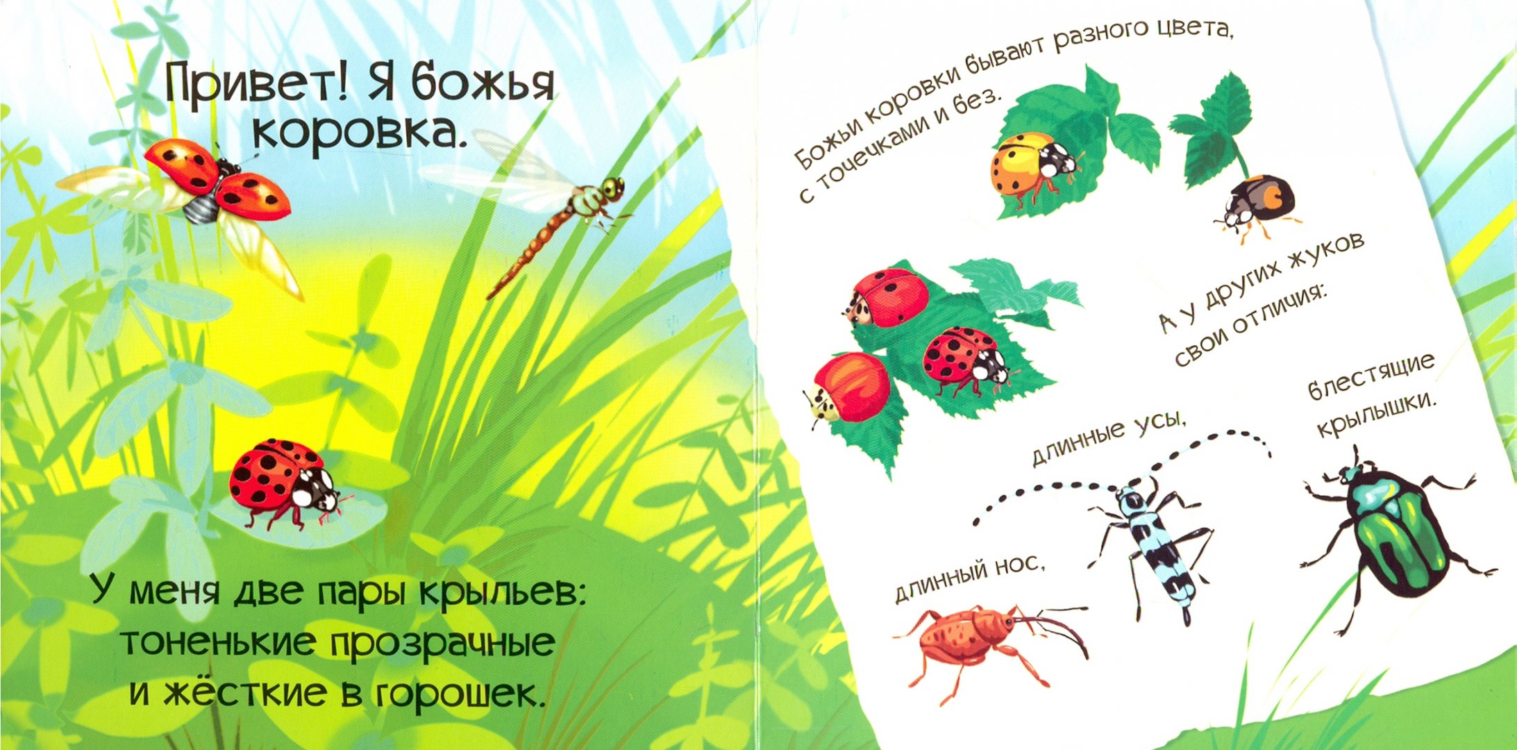 Букашка букашечка похожие примеры правило Знакомься, я букашка. Жученко М.С. - купить книгу с доставкой Майшоп