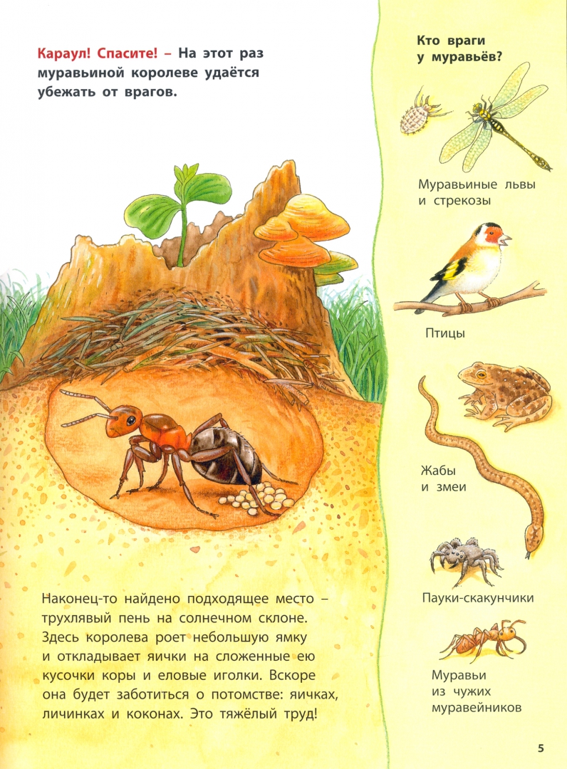 Как устроены муравейники. Строение муравейника. Где живёт муравьишка. Познавательные истории. Книги про муравьев для детей. Книжка про муравьев детская.