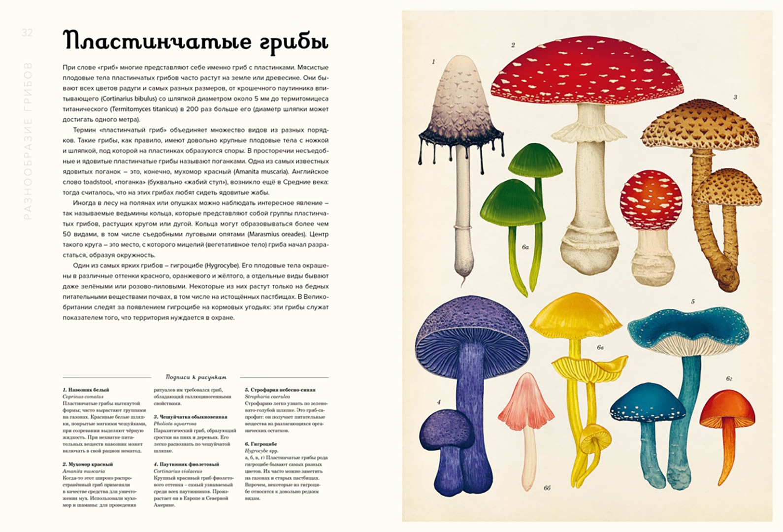 Где Купить Книги Про Грибы
