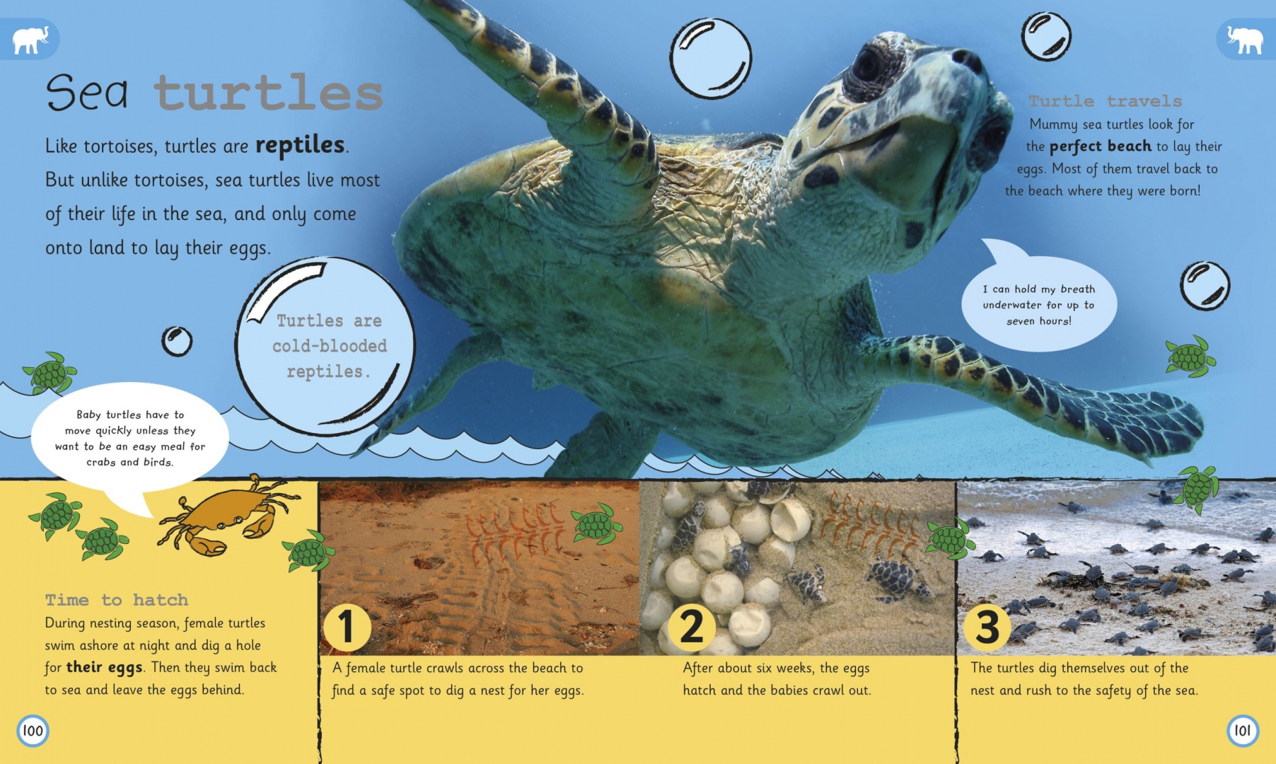 The importance of animals in british life. Turtles can dig. Crawling Turtles Birds picture.