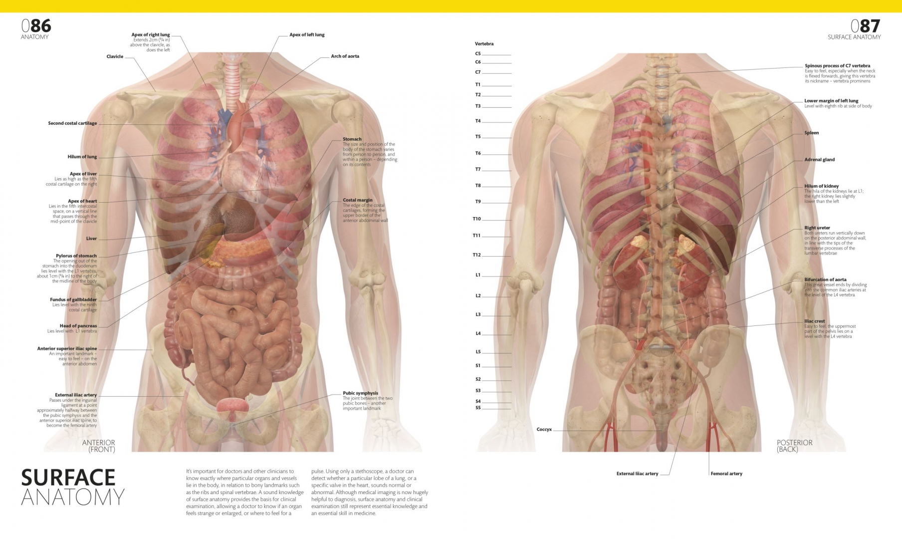 Строение человека внутренние со спины. Анатомия человека. Анатомия человека внутренние органы. Атлас внутренностей человека анатомический. Простая анатомия человека.