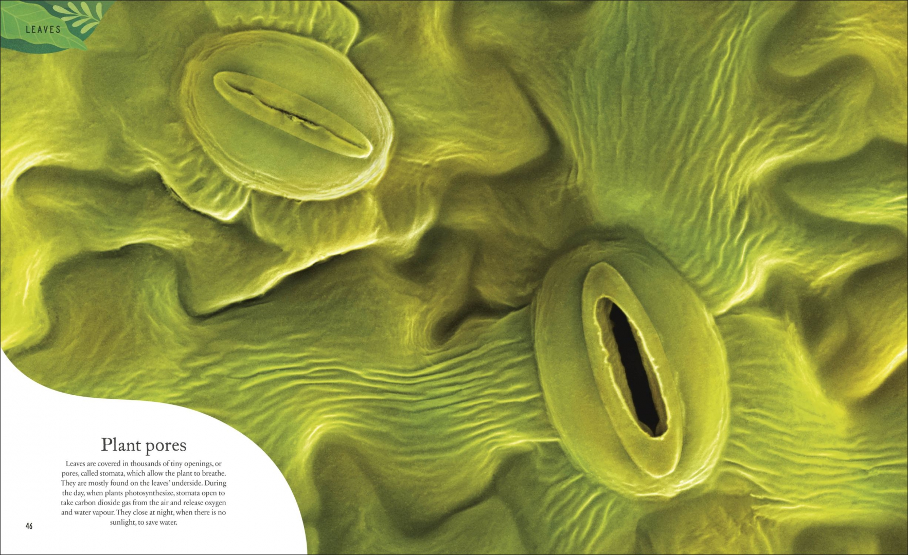 Устьица живые клетки. Устьица листа под микроскопом. Увстьице листа. Устьица растений под микроскопом. Устьица на листе микрофотография.