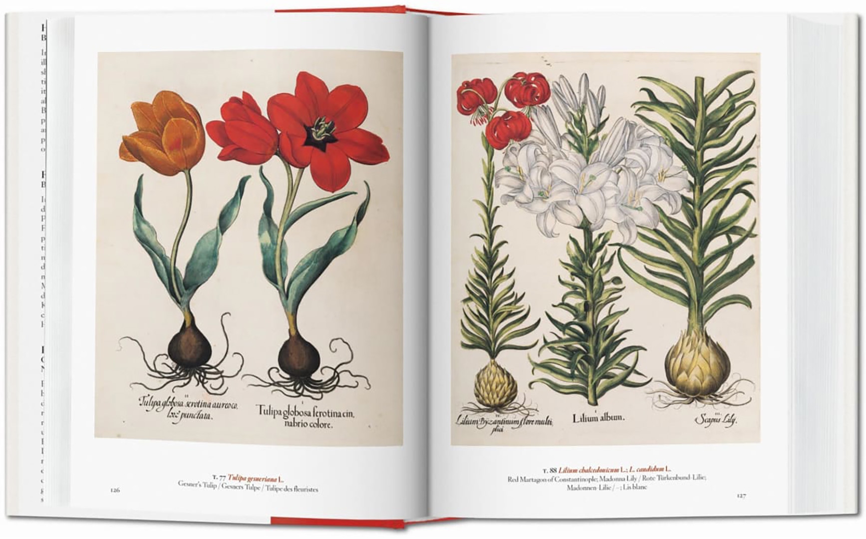 Illustration pdf. H. Walter lack "a Garden Eden". A Garden Eden. Masterpieces of Botanical illustration. A Garden Eden книга. Garden Eden Ташен.